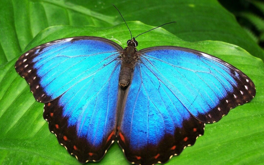 This Butterfly-Shaped Gland Is More Important Than You Think