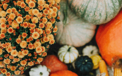 A Thanksgiving Reset: Finding Health in Gratitude, Connection, and Balance