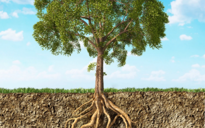 The 4 Root Causes That May Be Driving Your Symptoms